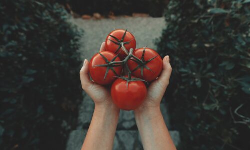 Gemüsebeet: Tipps für starke Tomatenpflanzen