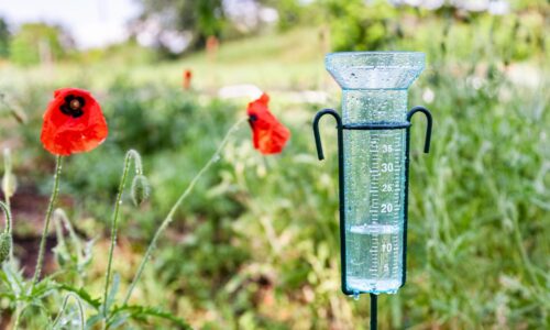 Gartenpflege nach starken Regenfällen