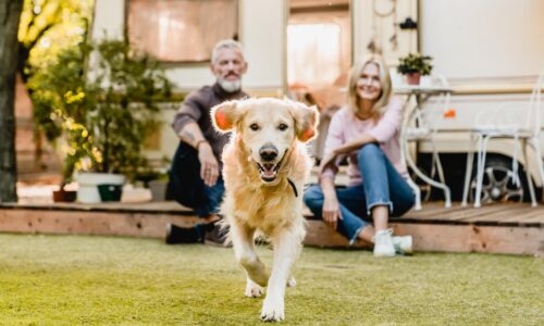 Die besten Gartenideen für Hundebesitzer