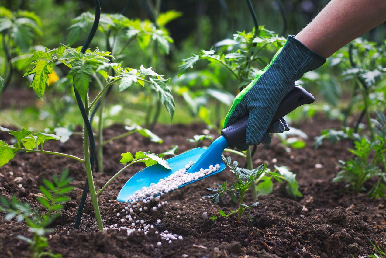 Umweltstrafrecht im Garten – Blauduenger wird mit Handschuhen zwischen Tomatenpflanzen verteilt
