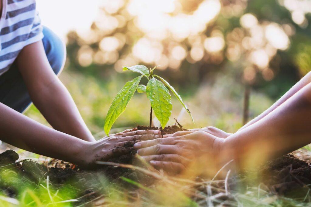 Umweltstrafrecht beim Pflanzen von Baeumen einhalten – haende schuetzen jungen Setzling im Gartenboden
