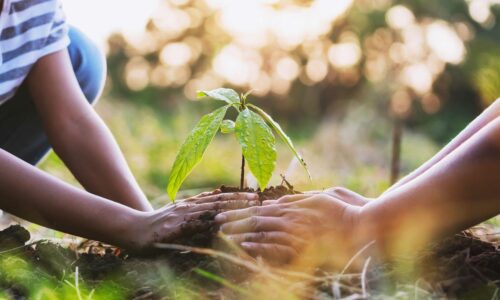 Heimisches Grün im Visier: Wo der Gesetzgeber eingreift