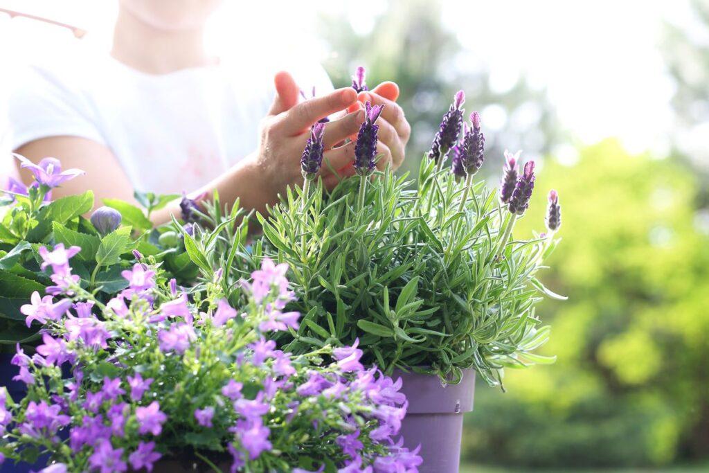Haende pflegen Lavendel und lila Blueten auf einem sonnigen Balkon – natuerliche Vielfalt durch Balkonpflanzen für jede Jahreszeit
