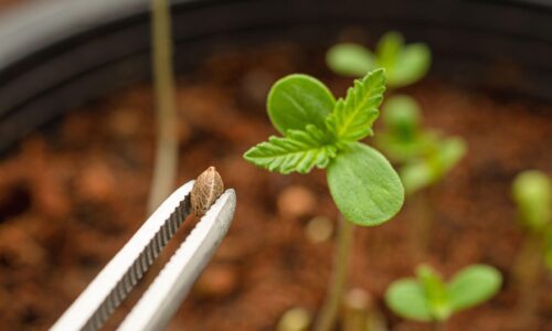 So finden Sie die idealen Sorten für effizienten Indoor- und Outdoor-Anbau