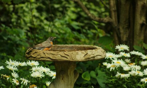 So verwandeln Sie Ihren Garten in ein Vogelparadies